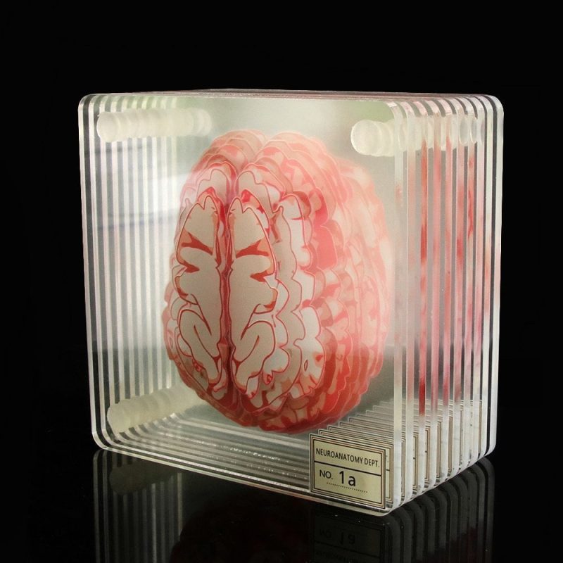 Cool Anatomic Brain Specimen Novelty Placemats Coaster