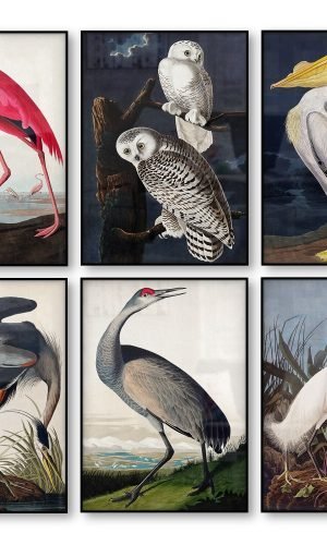 John Audubon Birds of America Posters Archival Canvas Unframed