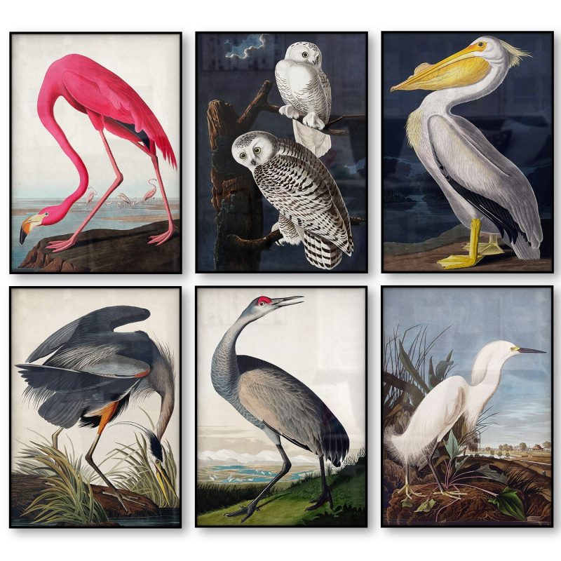 Birds of America John Audubon Prints & Posters