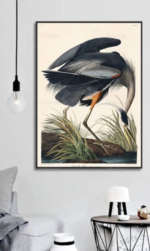 John Audubon Birds of America Posters Archival Canvas Unframed