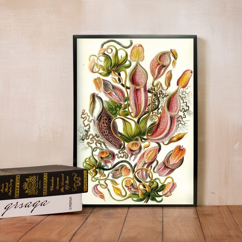 Exquisite Nepenthaceae 1904 Ernst Haeckel Prints & Posters Unframed
