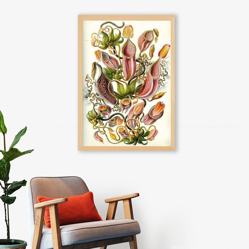 Exquisite Nepenthaceae 1904 Ernst Haeckel Prints & Posters Exquisite Nepenthaceae 1904 Ernst Haeckel Prints & Posters - Image 3