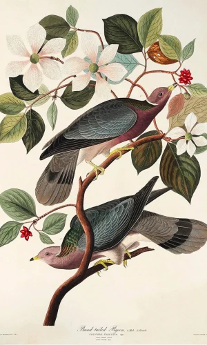 Floral & Birds Engraving Posters — Vintage Reproduction, Canvas