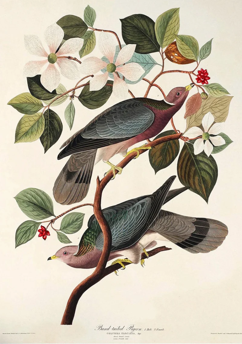 Floral & Birds Engravings Posters Vintage Prints Reproduction Posters