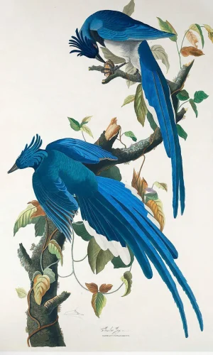 Floral & Birds Engraving Posters — Vintage Reproduction, Canvas