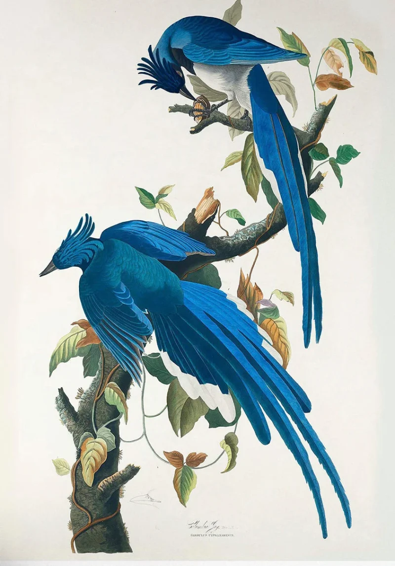 Floral & Birds Engravings Posters Vintage Prints Reproduction Posters
