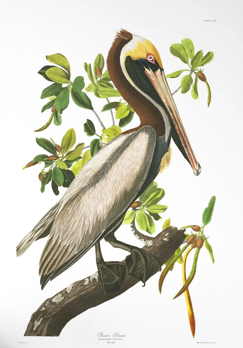 Floral & Birds Engravings Posters Vintage Prints Reproduction Posters